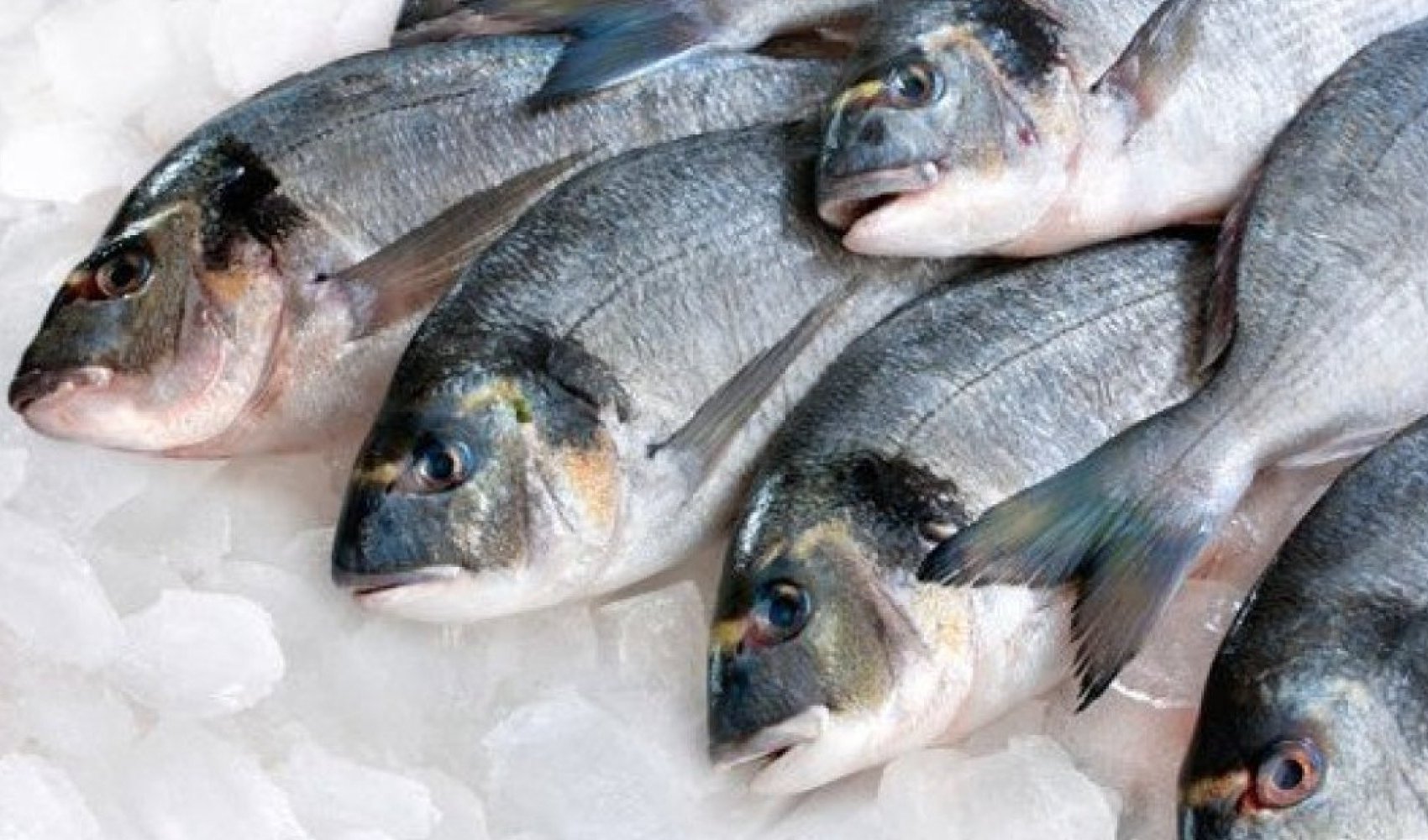Strategi Penjualan Ikan Segar