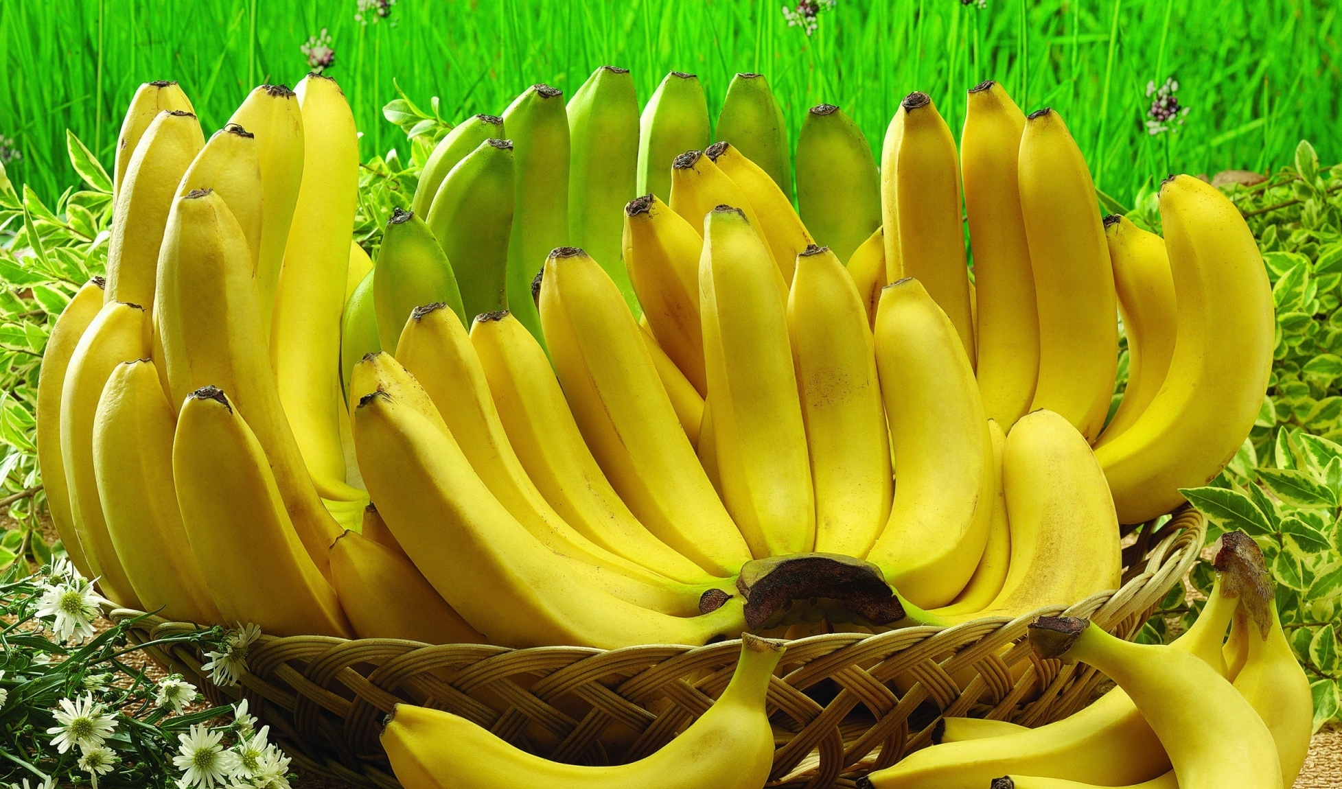 pisang untuk kecantikan